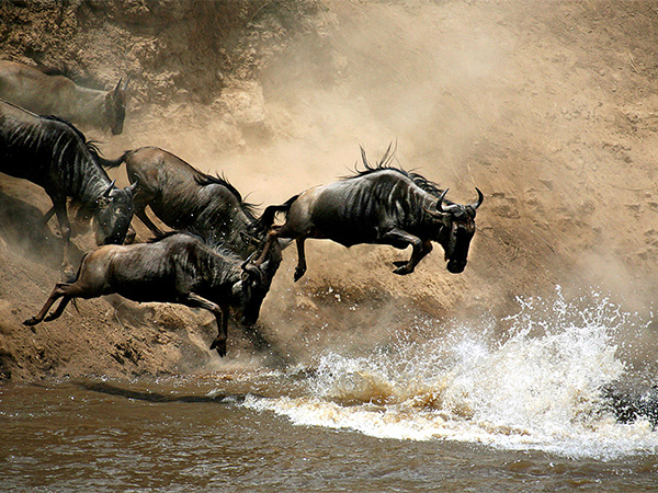 Masai Mara Safari