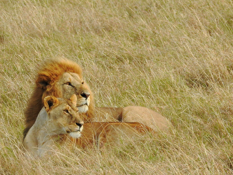 Masai Mara Game Reserve