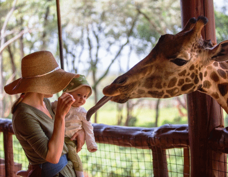 Giraffe Centre