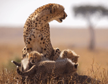 Masai Mara safaris