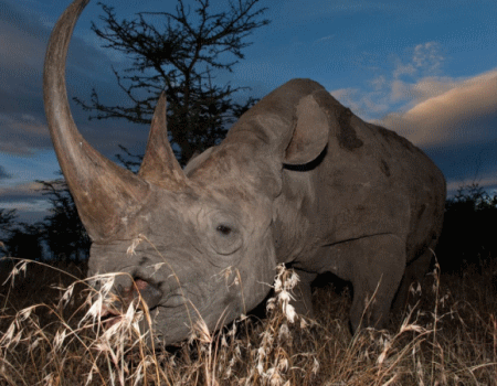 Olpejeta Conservancy Safaris