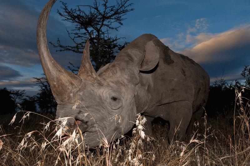 Olpejeta-Conservancy